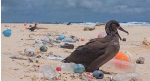 destructive effects of plastics - اثرات مخرب پلاستیک ها